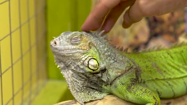 Mężczyzna głaskający iguanę. Iguana potrząsa głową, żeby nikt jej nie tknął. Zbliżenie — Wideo stockowe