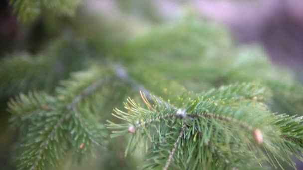 En gren av levande gran närbild. Granbarrsodling i skogen — Stockvideo