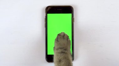 Kedi bir telefon kullanır. Bir kedinin pençesi alete sürtünür ve beğenileri yerleştirir. Yeşil arkaplanı olan telefon.