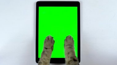Kedi bir tablet kullanır. Kedi pençelerinin tableti yumruklayıp sohbet ettiği yakın plan bir fotoğraf. Yeşil arkaplan tableti.
