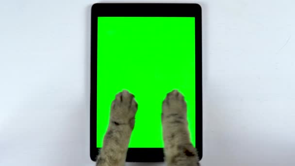 A macska tablettát használ. Egy közeli kép egy macska mancsáról, amint megüt egy tablettát és csevegnek. Zöld hátterű tabletta. — Stock videók
