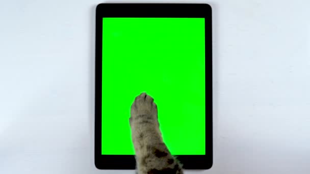 De kat gebruikt een tablet. De poot van een kat maakt veeg op de tablet en zet likes. Tafel met groene achtergrond. — Stockvideo