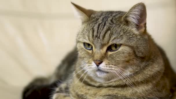 Un chat britannique s'allonge sur un fauteuil et s'endort. Face de chat en gros plan . — Video