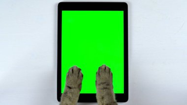 Kedi bir tablet kullanır. Tablete yazı yazan kedi patilerinin yakın çekimi. Yeşil arkaplan tableti.