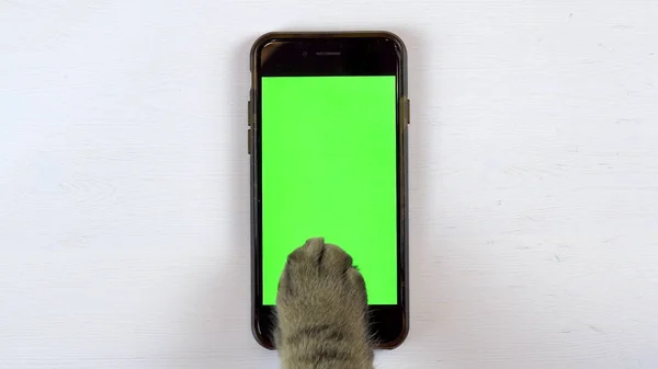 The cat uses a phone. Close-up of cats paw typing on the smartphone. Phone with a green background.