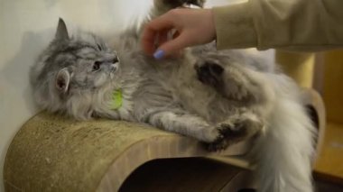 Gri kedi şantiyede duvara karşı yatıyor. Bir kadın bir kediyle oynuyor. Kızın elini ısırmaya çalışan kedi..