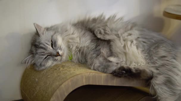 灰色の猫は敷地内の壁に横たわっている。猫は眠りに落ちる. — ストック動画