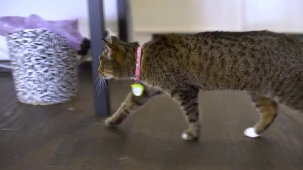 Le chat tabby passe sous les tables. La caméra regarde le chat marcher .