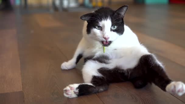 Een gevlekte kat zit op de grond en likt. Zwart-wit kat likt en kijkt naar de camera. — Stockvideo