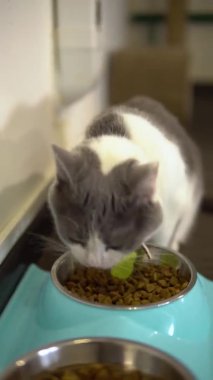Kedi öğle yemeğini yakın planda yer. Benekli kedi kuru yemek yer. Dikey video.