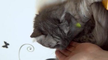 Maine Coon kedisi yakın plan. Gri bir kedi bir erkeğin elini yalıyor ve ısırıyor. Dikey video.