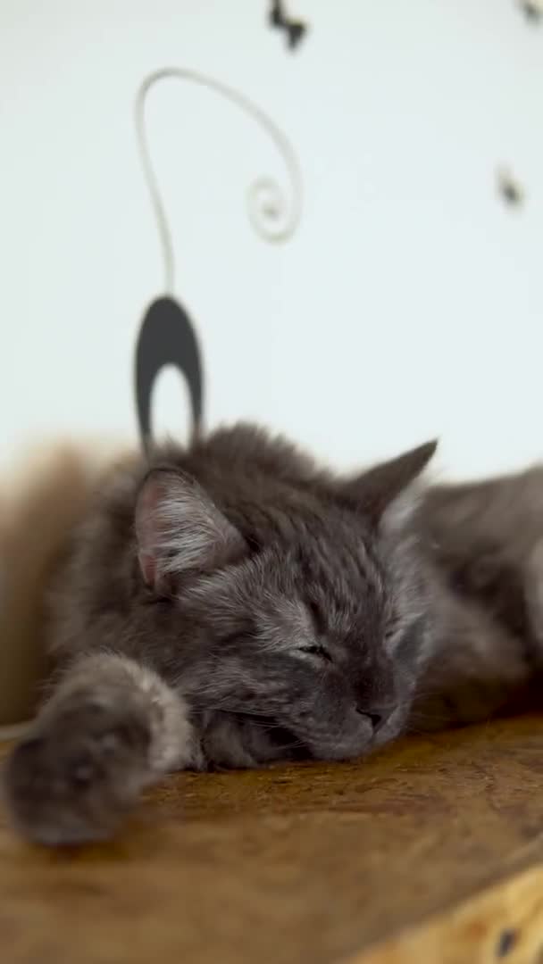 メインの繭猫は寝ています。灰色の猫はクローゼットの上で寝ている。垂直ビデオ. — ストック動画