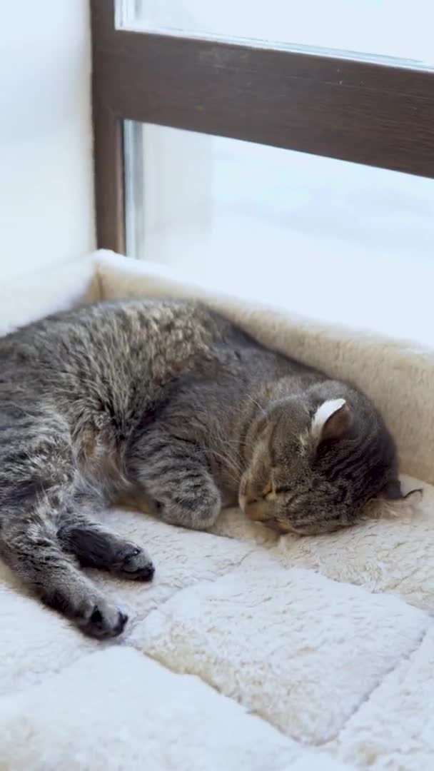 Die gestromte Katze schläft. Die Katze liegt auf einer karierten Nahaufnahme. Vertikales Video. — Stockvideo