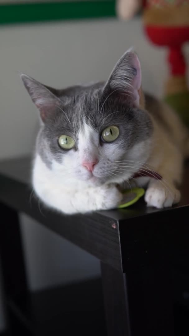 Egy pöttyös macska fekszik az asztalon. Macskaarcú közelkép. Lassú mozgás. Függőleges videó. — Stock videók