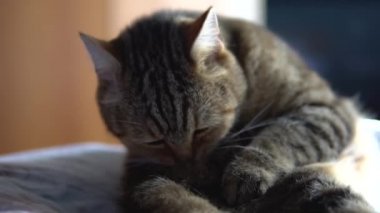 Kedi yatakta otururken yalıyor. Bir İngiliz kedisi saçlarını yalıyor. Yavaş Hareket.