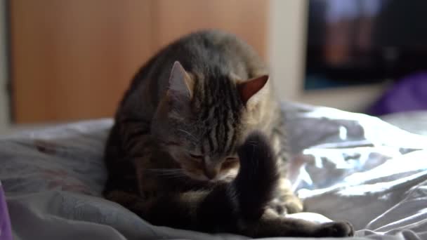 Η γάτα γλείφει ενώ κάθεται στο κρεβάτι. Μια γάτα Βρετανικής φυλής γλείφει τα μαλλιά της. Αργή κίνηση. — Αρχείο Βίντεο