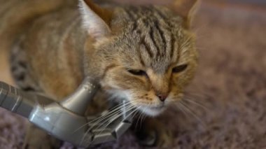 Mekanik bir el kediyi okşar. Bir sayborg bir İngiliz kedisini okşuyor. Kedi halıya uzanır. Yavaş çekim