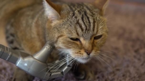 Mekanik bir el kediyi okşar. Bir sayborg bir İngiliz kedisini okşuyor. Kedi halıya uzanır. Yavaş çekim — Stok video