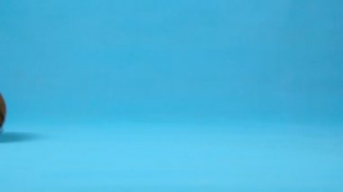 Hindistan cevizi ve gözleri yavaşça yuvarlanıyor. Mavi arka planda rulo hindistan cevizi. Yavaş çekim.