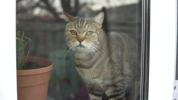 영국 고양이는 검역 장소에서 집에 앉아 있습니다. 고양이는 창턱에 앉아 창밖을 내다본다. 유리잔 뒤를 바라봄. — 스톡 사진
