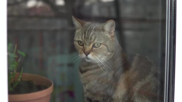 Britse kat zit thuis in quarantaine. De kat zit op de vensterbank en kijkt uit het raam. Uitzicht achter het glas. — Stockvideo