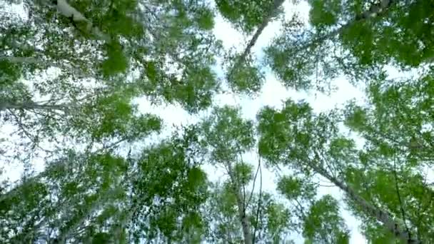 Caminando por el bosque de abedules en el verano. Bosque Verde. Vista de los árboles desde abajo hacia arriba . — Vídeo de stock