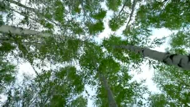 Caminhando pela floresta de bétulas no verão. Floresta Verde. Vista das árvores de baixo para cima . — Vídeo de Stock