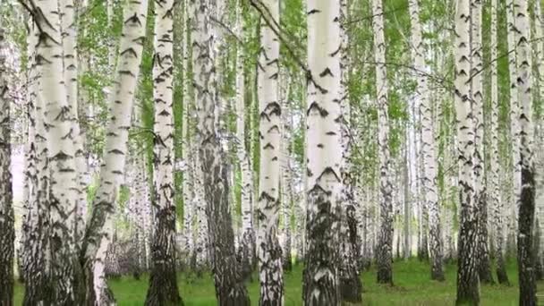 Caminando por el bosque de abedules en el verano. Árboles blancos . — Vídeo de stock