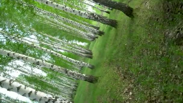 Wandelen door het berkenbos in de zomer. Het Groene Woud. De camera draait.. — Stockvideo