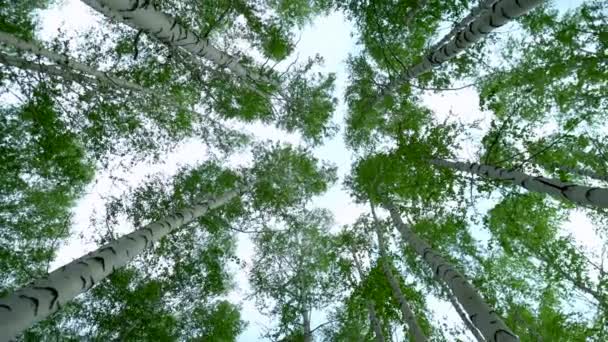 Panorama d'une forêt de bouleaux. Forêt verte en été. Vue des arbres du bas vers le haut. La caméra tourne.. — Video