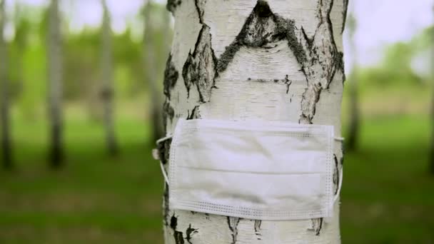 Un masque médical est habillé sur un tronc de bouleau. L'arbre est protégé du virus. Protection de l'environnement. — Video