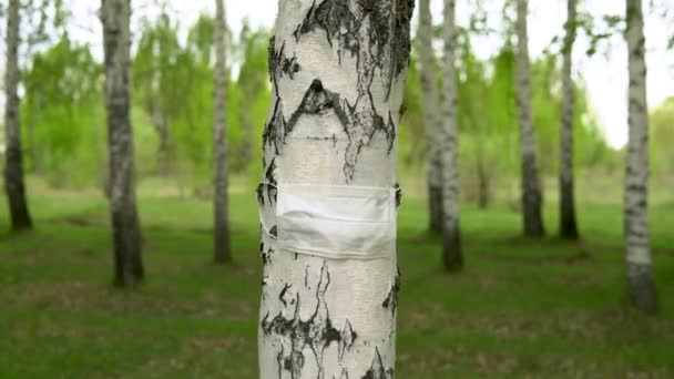 A medical mask is dressed on a birch trunk. The tree is protected from the virus. Enviroment protection. — Stock Video
