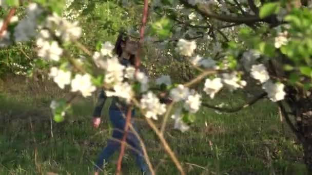 Une jeune femme marche dans un verger de pommiers en fleurs. Vue à travers les arbres.