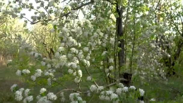 Caminhe pelo pomar de maçãs em flor. Vista da árvore de baixo para cima . — Vídeo de Stock