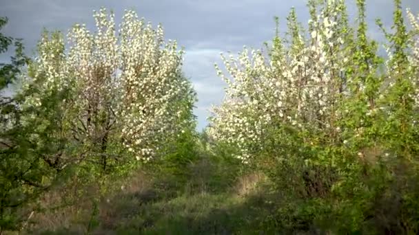 Walk through the blooming apple orchard. Alley of trees. — Stock Video
