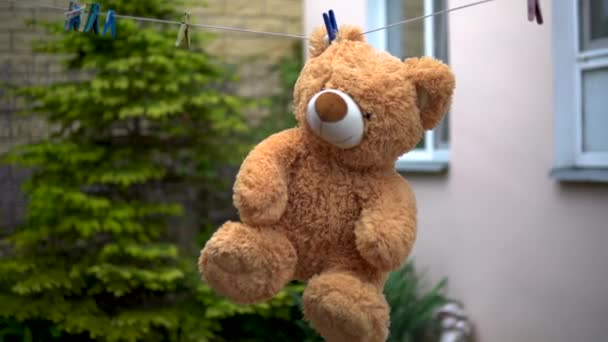 Een teddybeer wordt aan een touw gedroogd. Beer hangt buiten rond. Waspin op het oor. — Stockvideo