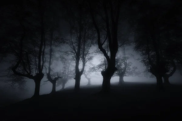 Sombre forêt effrayante avec des arbres mystérieux — Photo