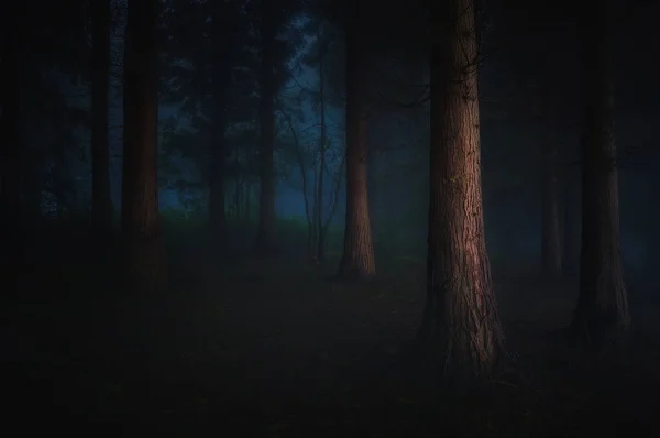 黑暗的森林 — 图库照片