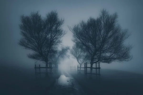 Donkere enge landschap met pad omgeving door bomen en mist — Stockfoto