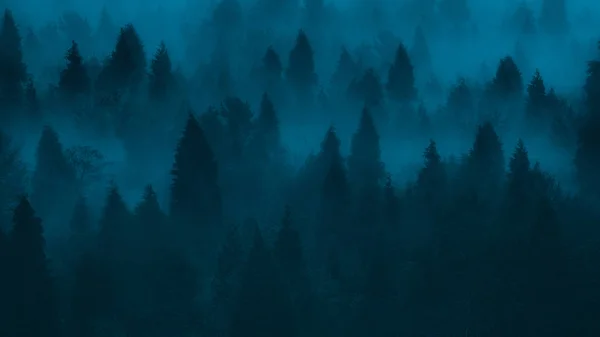 Fondo de bosque oscuro con pinos y niebla — Foto de Stock