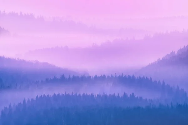 Sagome di alberi da sogno al mattino — Foto Stock