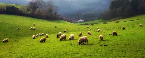 Панорама випасу овець — стокове фото