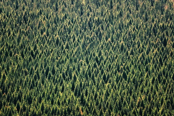 Fundo da floresta com padrão de árvores — Fotografia de Stock