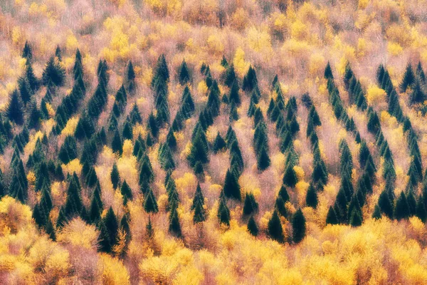 Floresta de árvores perenes e caducas — Fotografia de Stock