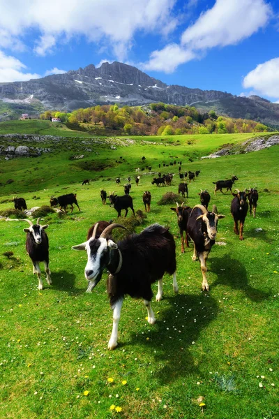 Aldamin dağın yakınında keçi — Stok fotoğraf