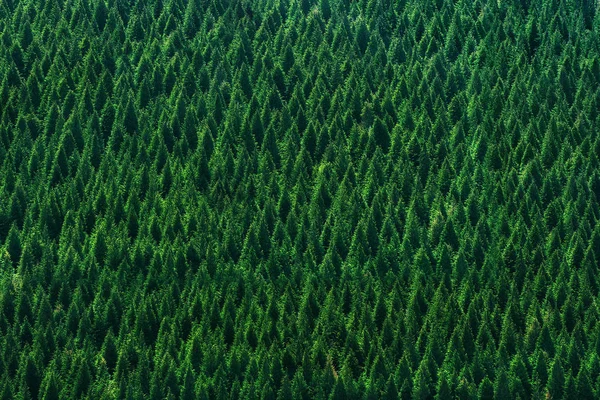 Fundo da floresta com padrão de árvores — Fotografia de Stock