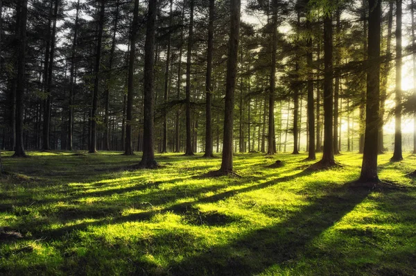 Bosque con rayos solares — Foto de Stock