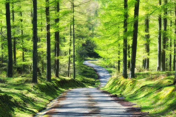 Route dans la forêt au printemps — Photo