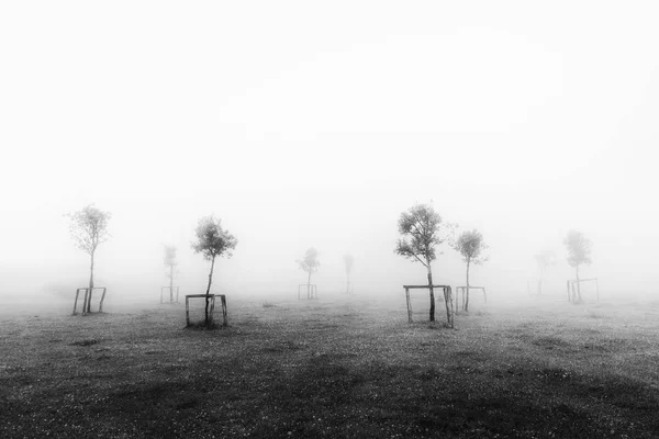 Young trees with grow support — Stock Photo, Image