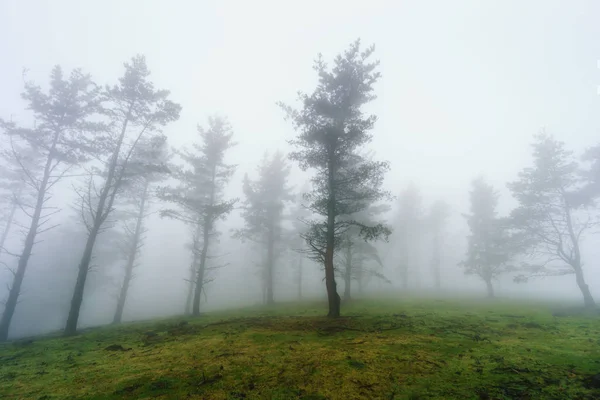 Dimmig skog — Stockfoto